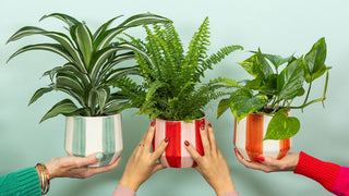 three sets of hands holding plants