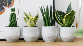 The Little Botanical four plants lined up