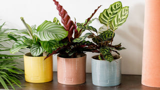 Little Botanical Plants in pots